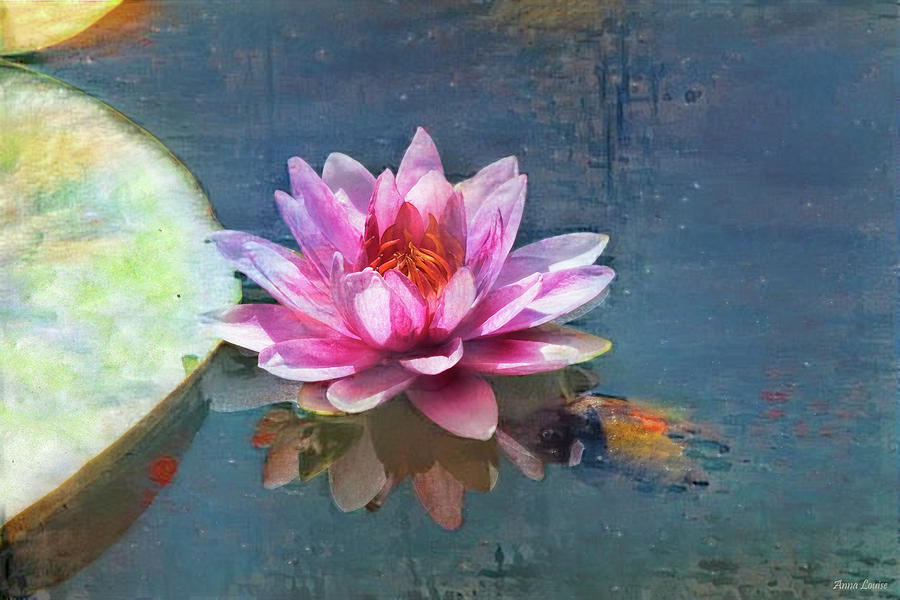 Water Lily Photograph by Anna Louise