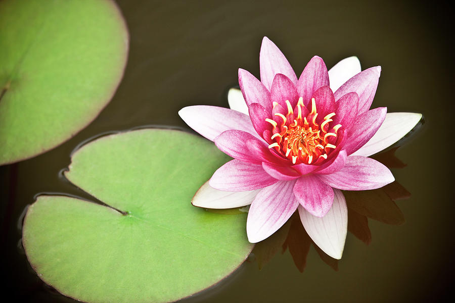 Water Lily Photograph by Azemdega