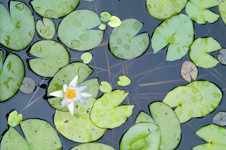 Water Lily Photograph by Bauhaus1000