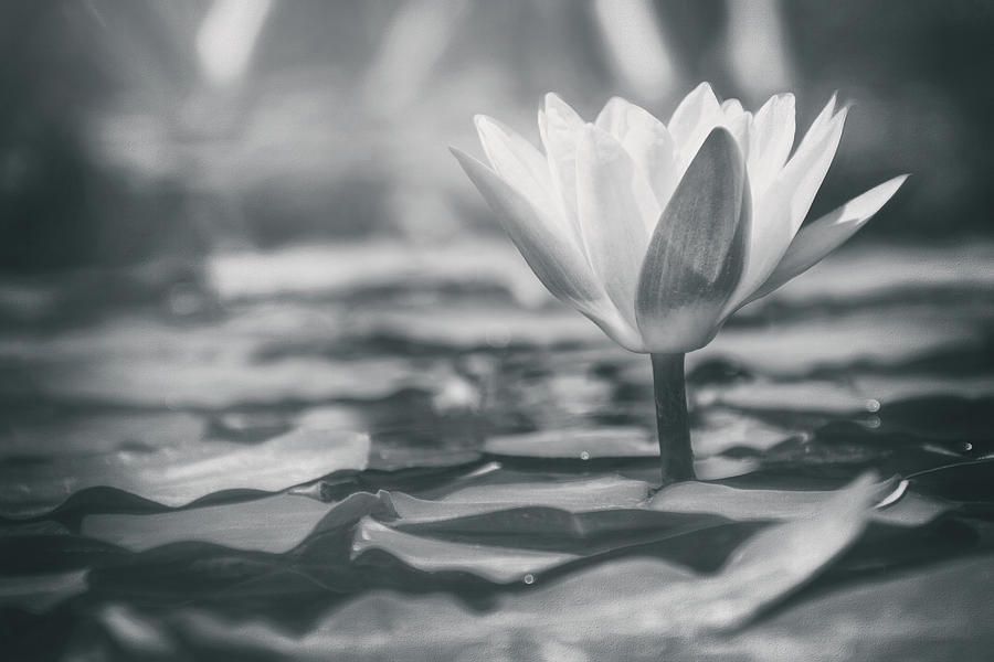 Water Lily Black And White Photograph