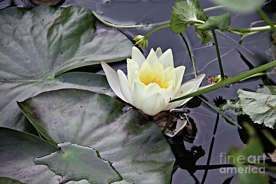 Water lily bloom Photograph by Jolanta Anna Karolska
