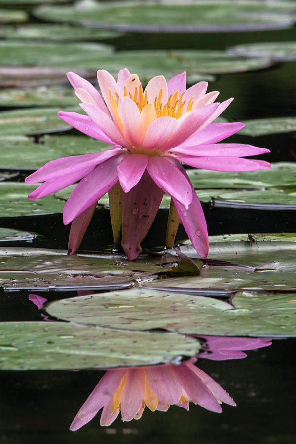 Nature Photograph - Water Lily by Brenda Petrella Photography Llc