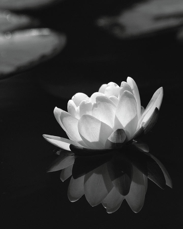 Flower  - Water Lily Bw by Istv?n Nagy