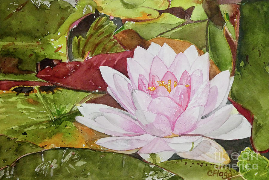 Water Lily Painting by Carol Flagg