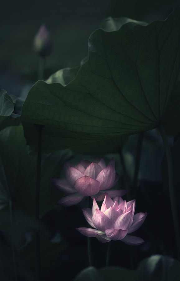 Flower Photograph - Water Lily by Catherine W.