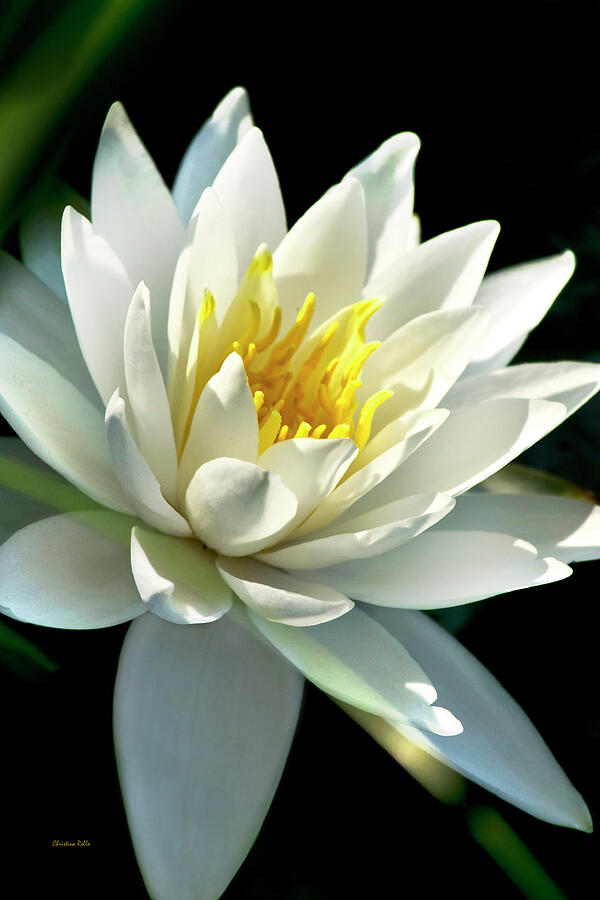 Water Lily Photograph by Christina Rollo