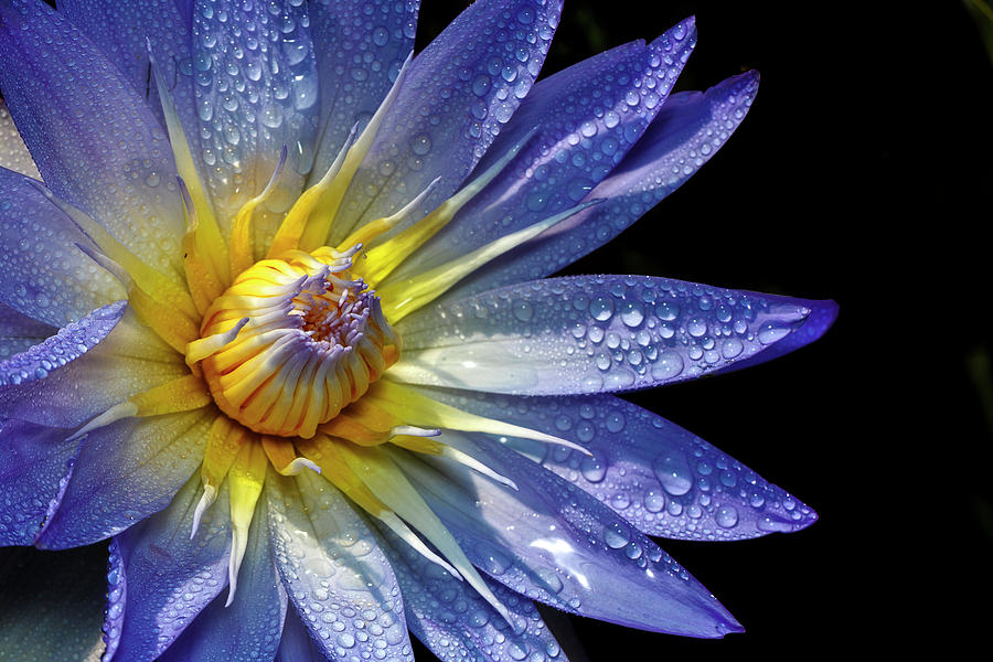 Water Lily Covered In Dew Photograph by Wes and Dotty Weber