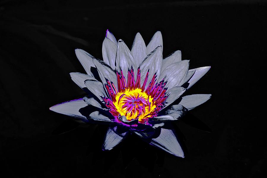 Water Lily Crown Royal Photograph by Tim G Ross - Fine Art America