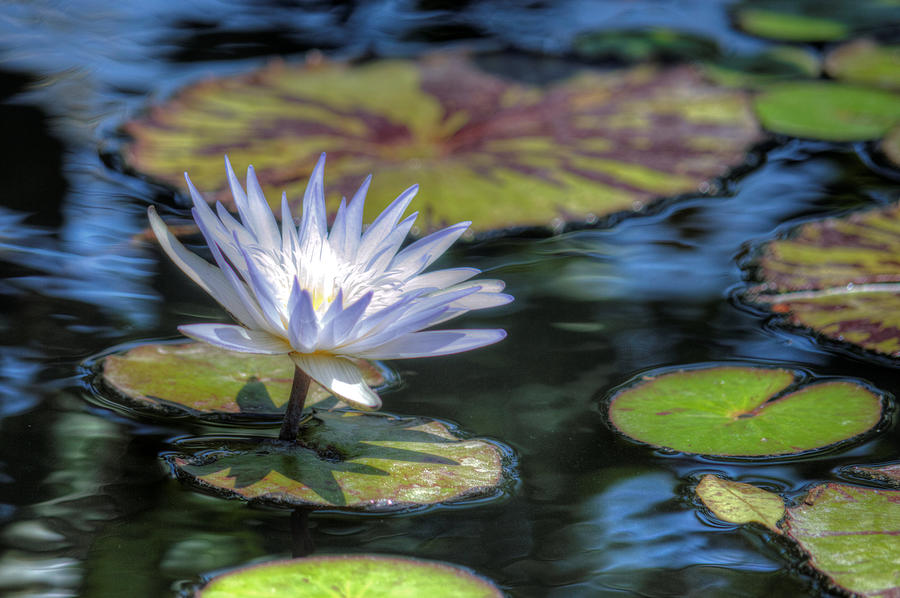 Water Lily Photograph by Debra Kewley