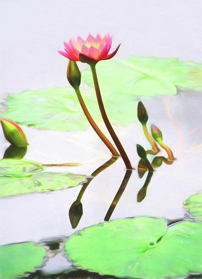 Water Lily Photograph by Dennis Cox Photo Explorer