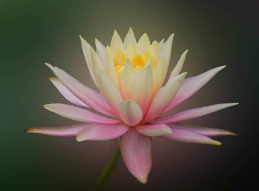 Water Lily Dream Photograph by Ling  Lu