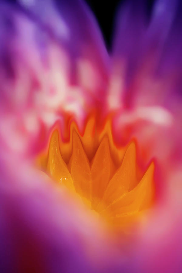 Water Lily Flames by Wes and Dotty Weber Water Lily Flames by Wes and Dotty Weber
