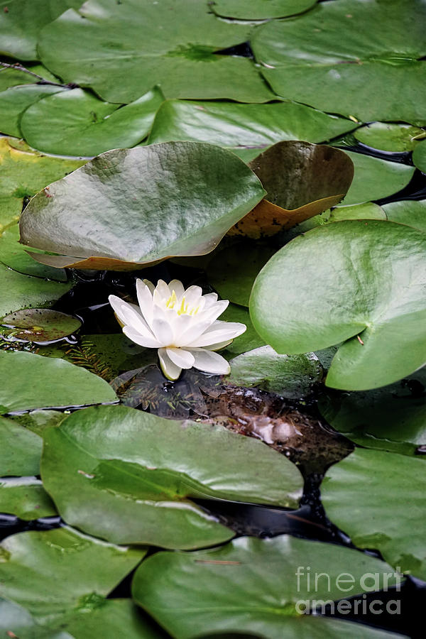water lily III Photograph by HD Connelly