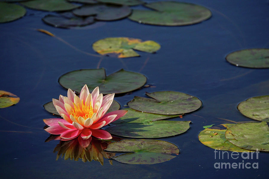 Flower Photograph - Water Lily In A Pond W3 by Vladi Alon