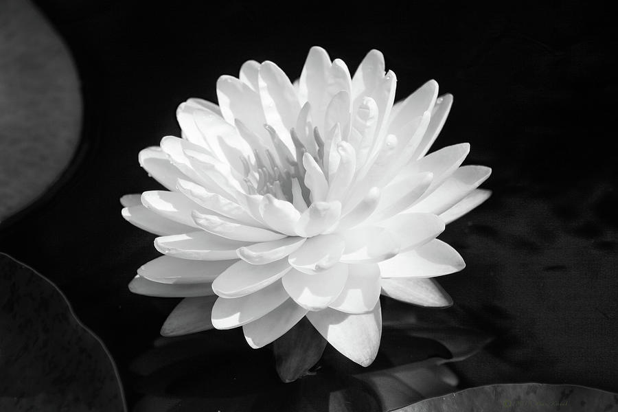 Water Lily In Black And White Photograph