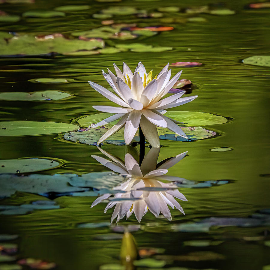 Water Lily In Bloom Photograph by JASawyer Imaging