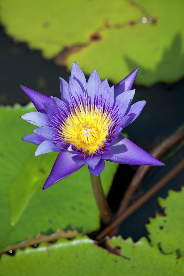 Water Lily In Kampot Province, Cambodia, Asia Photograph by Frank ...