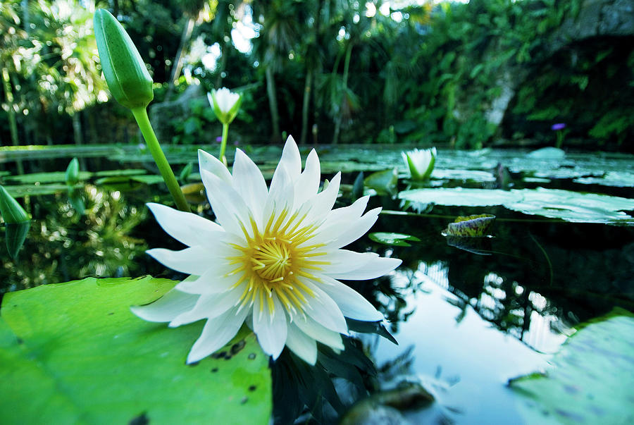 Water Lily In Pond Digital Art by Gabriel Jaime Jimenez