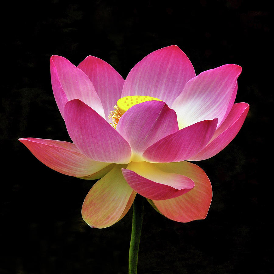 Water Lily in the Light by Howard Bagley Water Lily in the Light by Howard Bagley