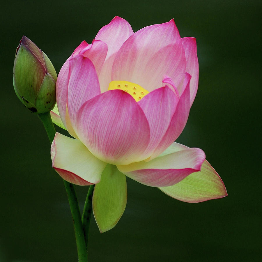 Water Lily in the Pond by Howard Bagley Water Lily in the Pond by Howard Bagley