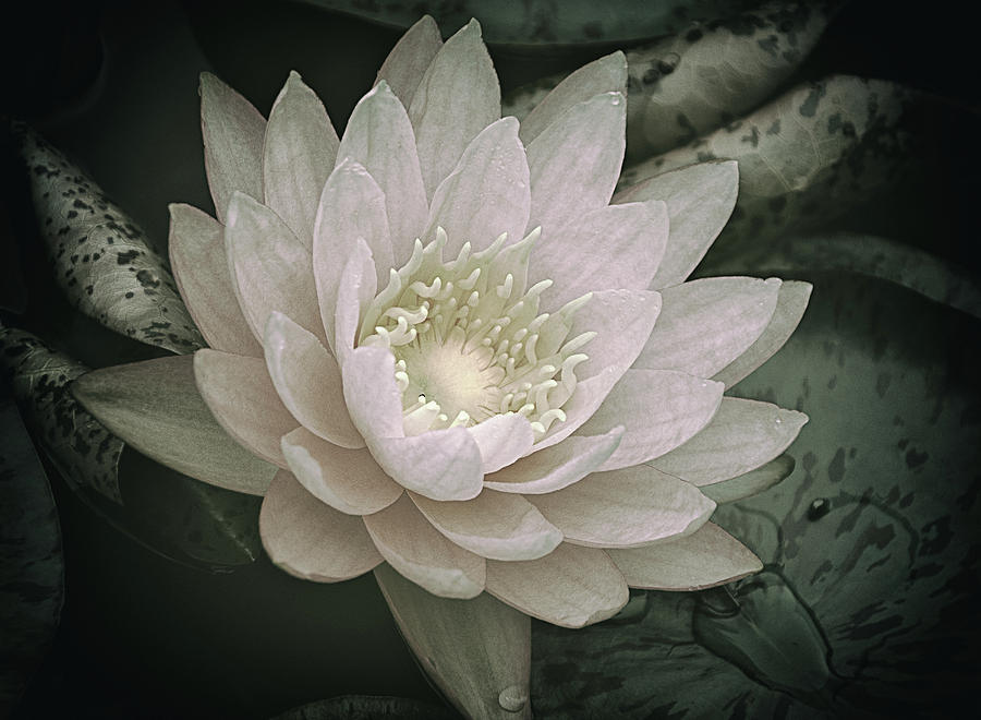 Water Lily in White Photograph by Julie Palencia