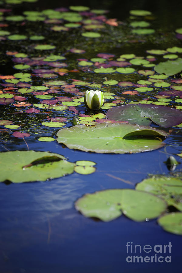 Plant Photograph - Water lily by Jan Brons