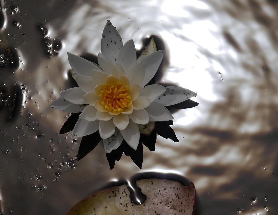Water lily Photograph by Jane Ford