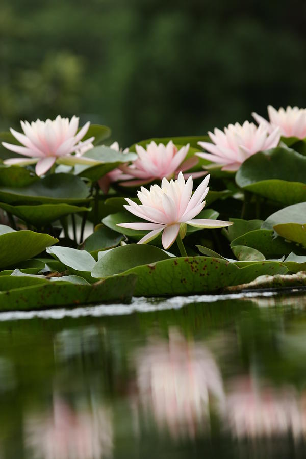 Water Lily Photograph by Jello5700