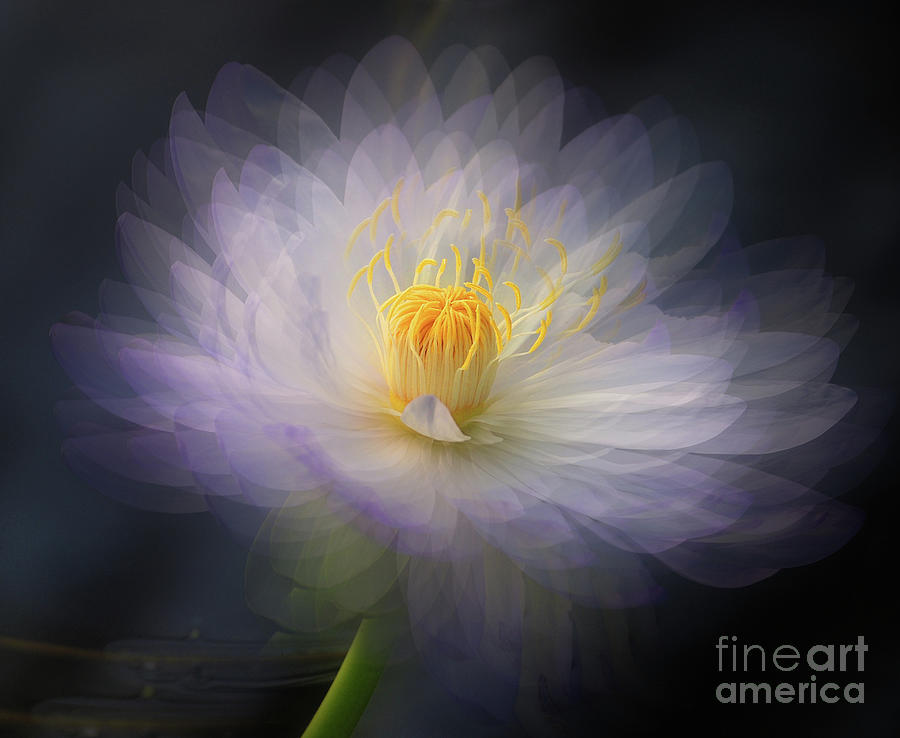 Water Lily Photograph by Jim Hatch