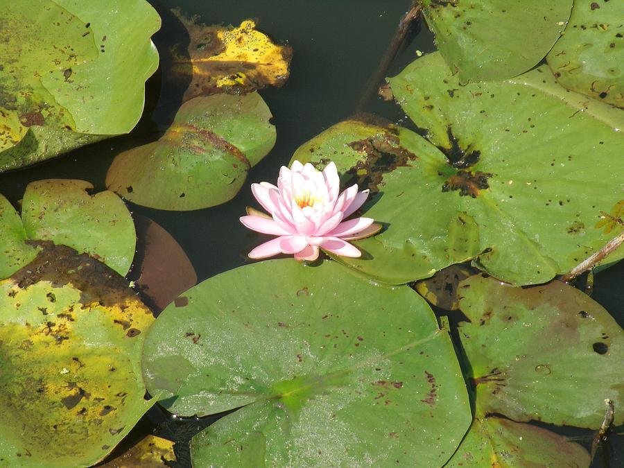 Water Lily Photograph by Joelle Harms - Fine Art America