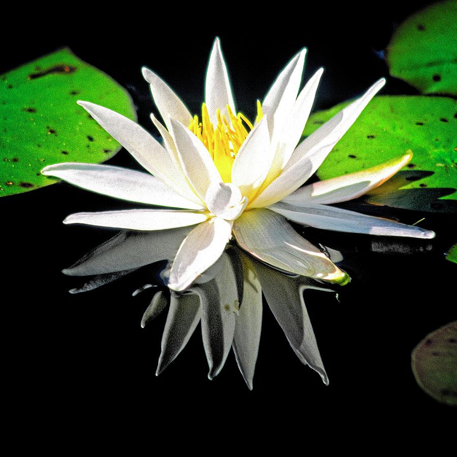 Water Lily by John Bates Water Lily by John Bates