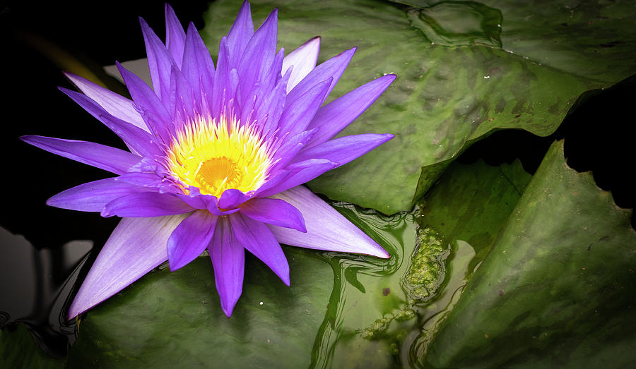 Lily Photograph - Water Lily by Phil And Karen Rispin