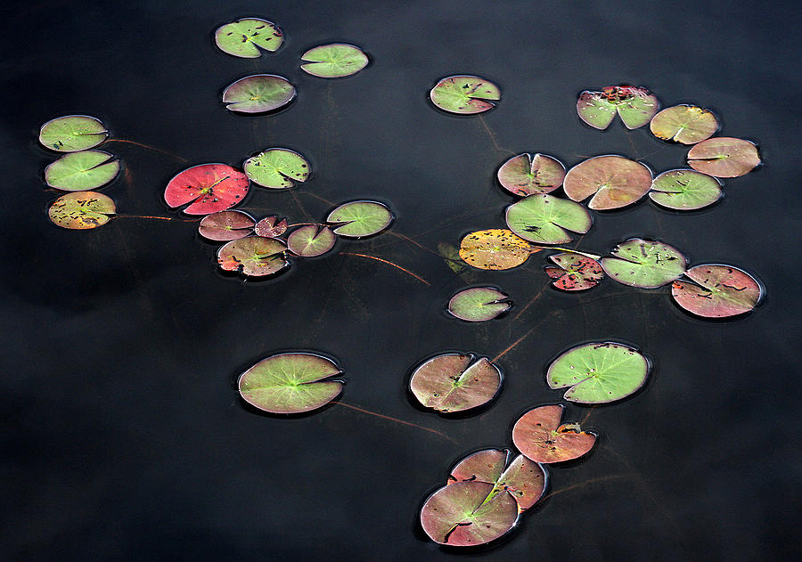 Water Lily Leaves Photograph by Bror Johansson