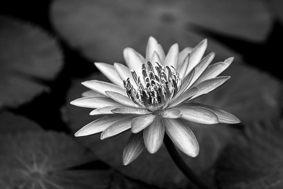 Still Life Photograph - Water Lily by Makihiko Hayama