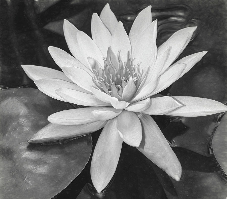 Water Lily Monochrome Photograph by Teresa Wilson