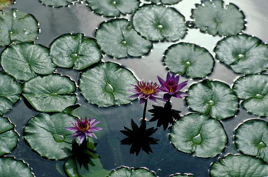 Water Lily, Naples, Italy Digital Art by Barbara Santoro
