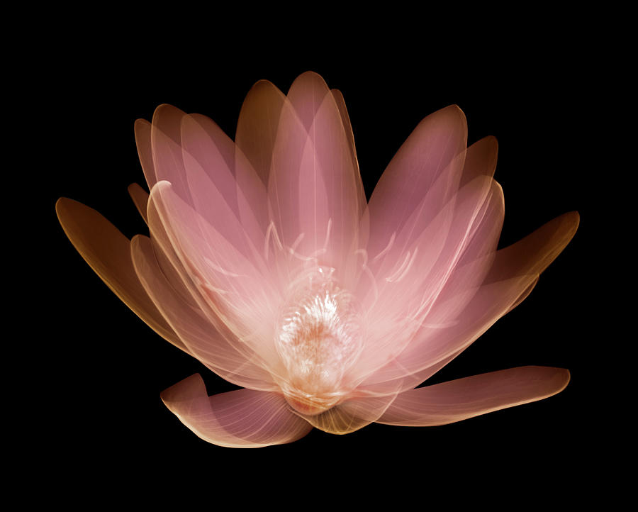 Water Lily Nymphaea Alba Photograph by Nick Veasey Water Lily Nymphaea Alba Photograph by Nick Veasey