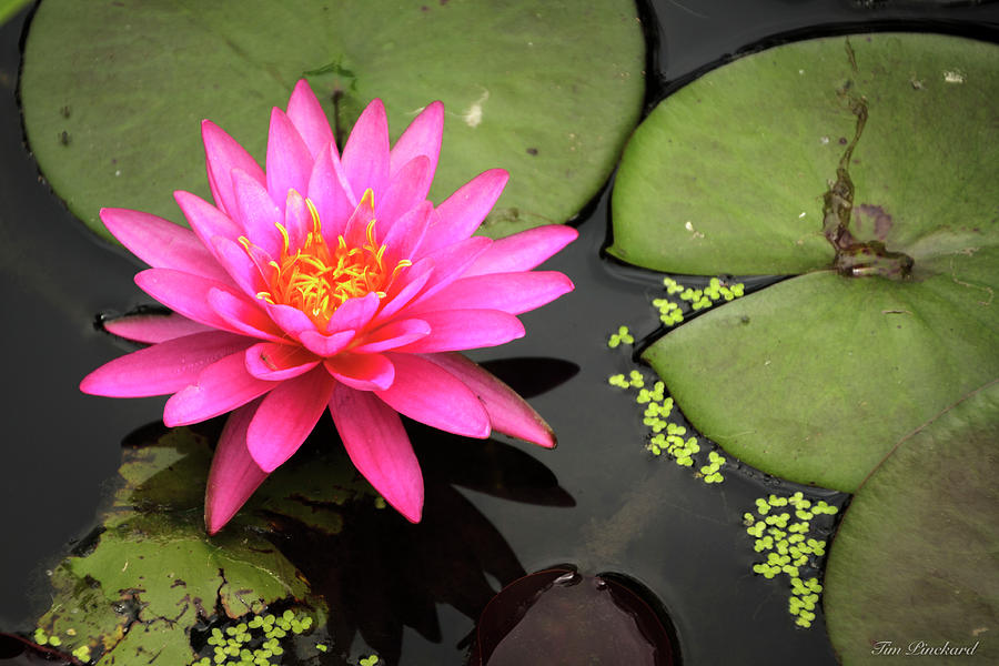 Water Lily-Nymphaea hot pink by Timothy Pinckard Water Lily-Nymphaea hot pink by Timothy Pinckard