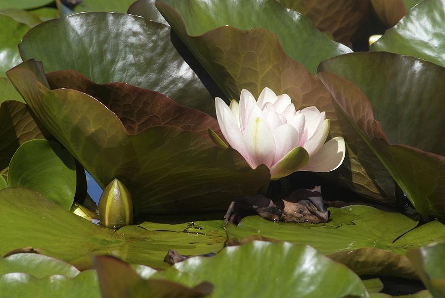 Water Lily Nymphaea Marliacea Carnea, Flower And Leaves Photograph by Unknown