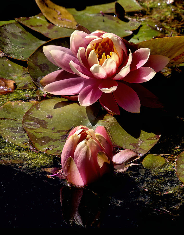 Water Lily Nymphaeaceae Photograph by Michael Gordon