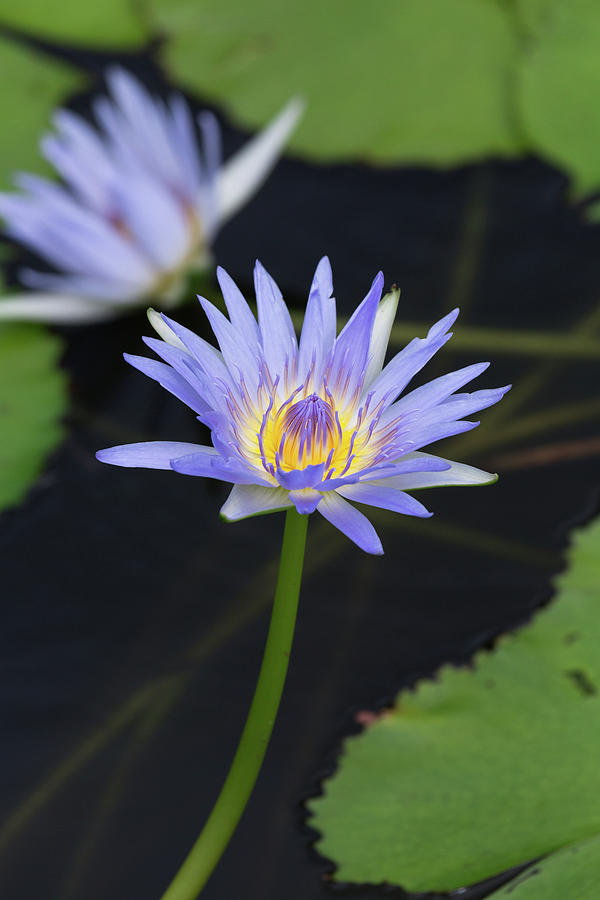 Nature Photograph - Water Lily of Punaluu by John Daly