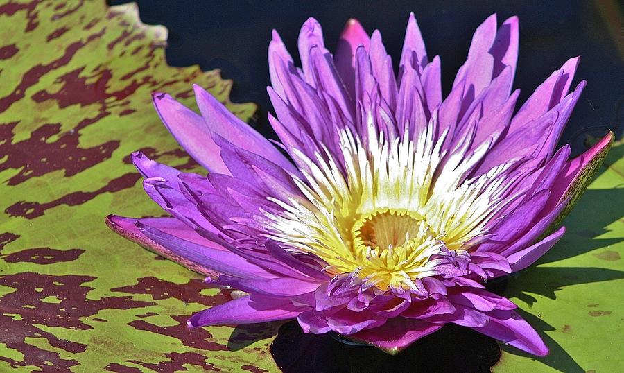 Water Lily on the Pond Photograph by Bruce Bley