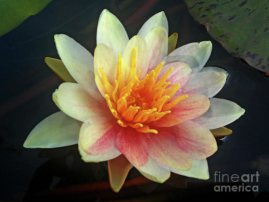 Water Lily Pink  Photograph by Jasna Dragun