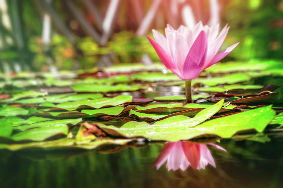 Water Lily Reflected Photograph