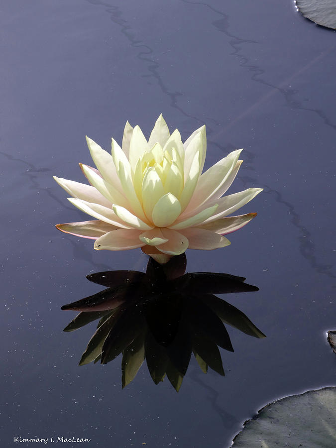 Water Lily Reflected Photograph by Kimmary MacLean