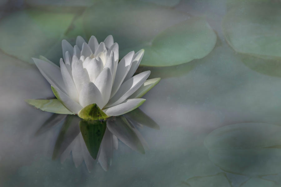 Water Lily Reflection by TL Wilson Photography Photograph by Teresa Wilson
