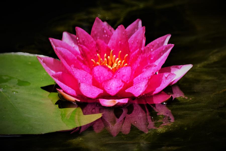 Water Lily Reflection Photograph by Mary Ann Artz