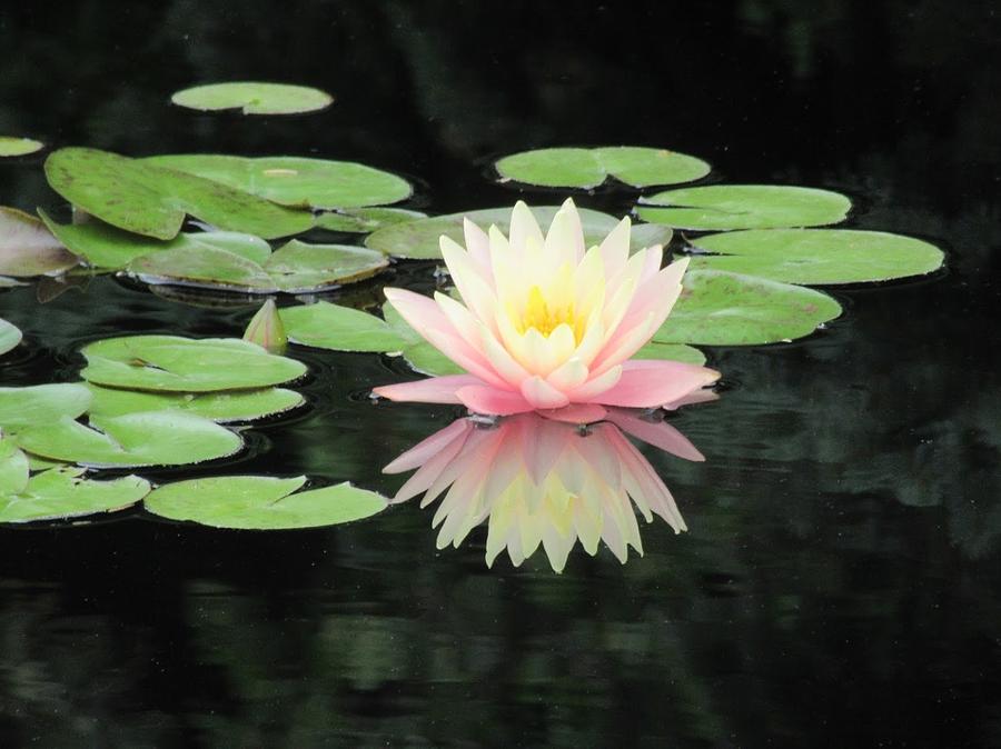 Water Lily Reflection Photograph By Monica Donaldson Stewart