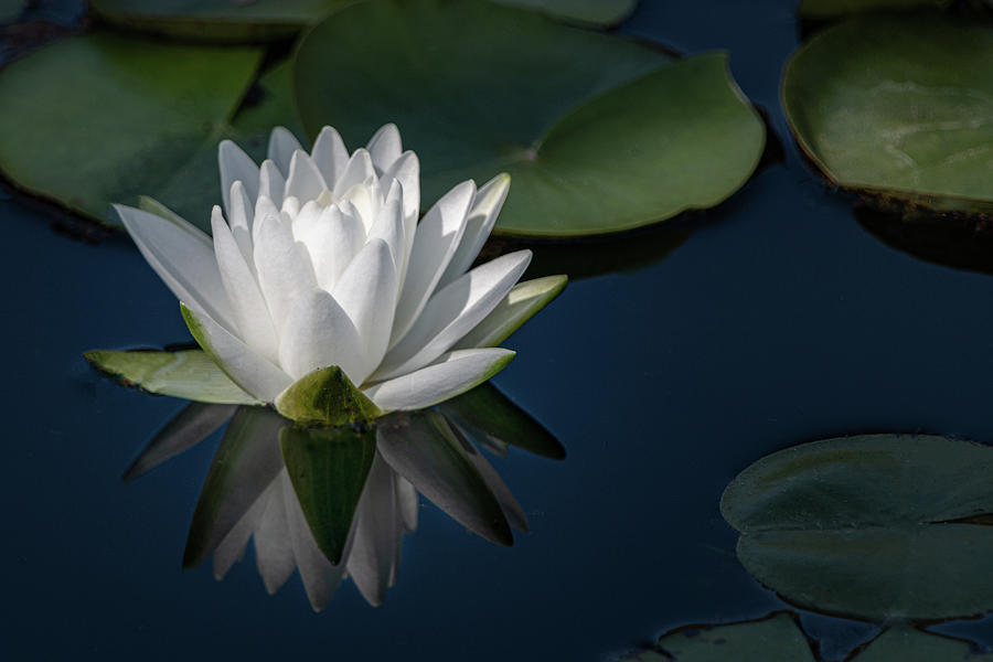 Water Lily Reflection Photograph by TL Wilson Photography Photograph by Teresa Wilson