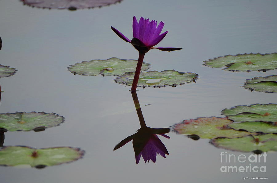 Water Lily Reflection Photograph by Tannis Baldwin